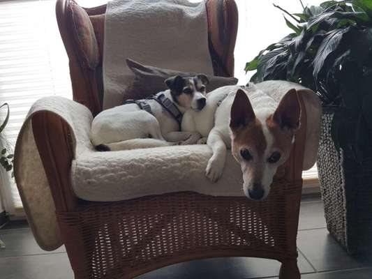 Die Dogorama Kalender Challenge Titelbild-Beitrag-Bild