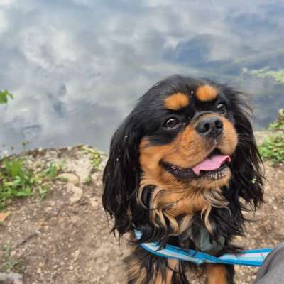 Hundetreffen-Gemeinsames Gassi gehen und/oder Spielen-Bild