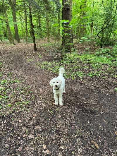 Hundetreffen-Stadtpark Spaziergang (sonntags)-Bild