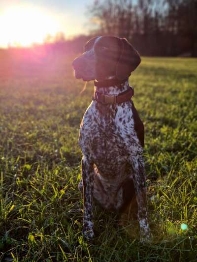 Welche Hunderasse-Beitrag-Bild