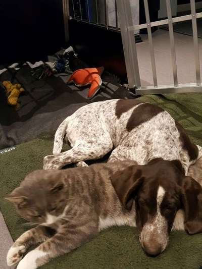 Hund und Katz Momente-Beitrag-Bild