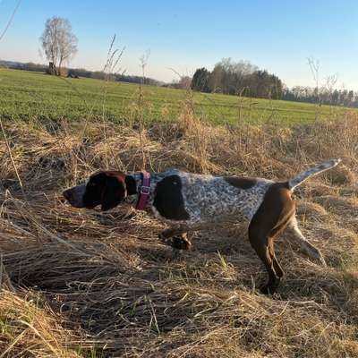 Immer der Nase nach - die schönsten Jagdhund-Bilder-Beitrag-Bild