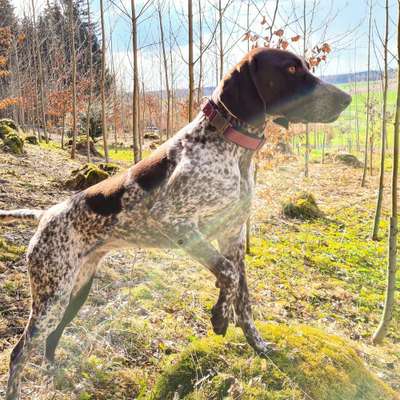 Fotochallenge No. 26                                     Wald und Wiese-Beitrag-Bild