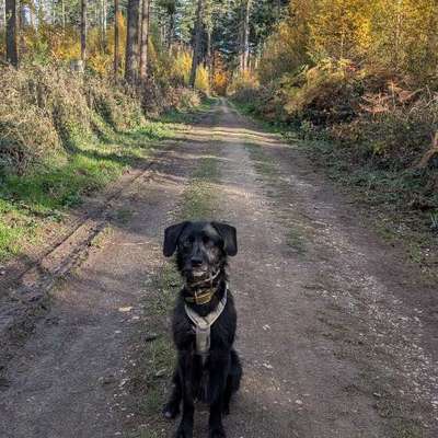 Hundetreffen-Gemeinsame Gassirunden, Spiel-/Trainingspartner-Bild