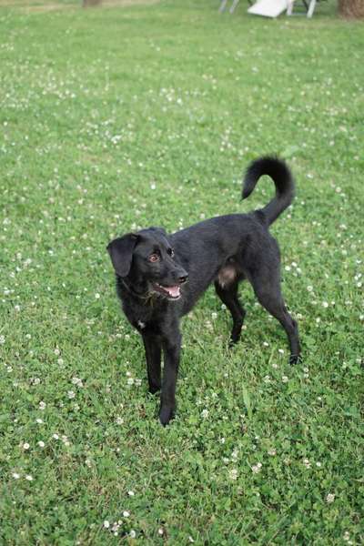 Hundetreffen-Spielgefährte/-in oder Gassipartner gesucht-Bild