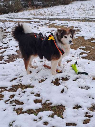 Hundetreffen-Gassirunden mit Hunde Senioren/innen und ruhigeren erwachsenen Hunden-Bild