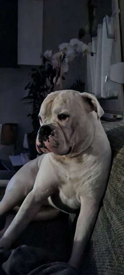 Welpen Bilder !-Beitrag-Bild