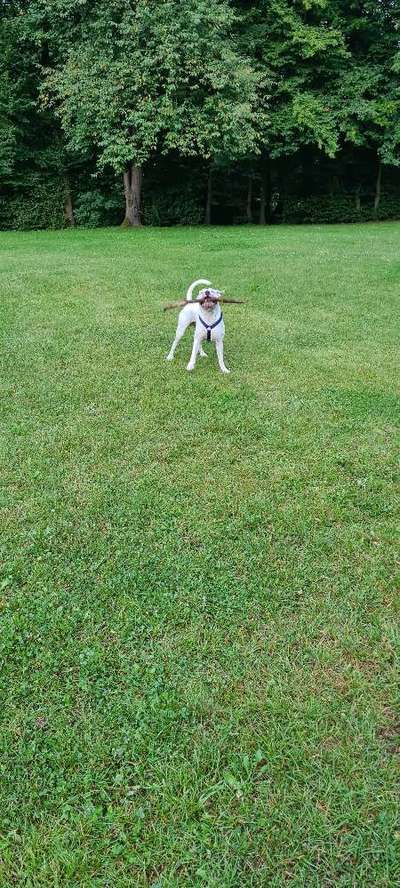 Die Dogorama Wochen Challenge-Beitrag-Bild