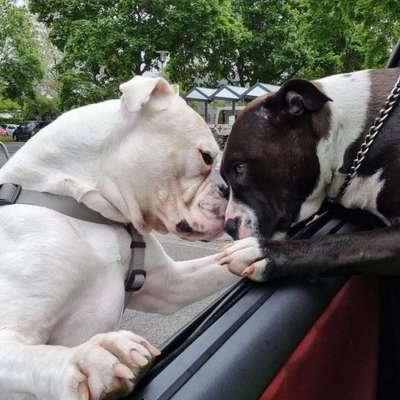 Welpen Bilder !-Beitrag-Bild