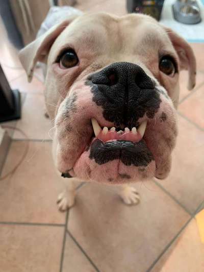 Welpen Bilder !-Beitrag-Bild