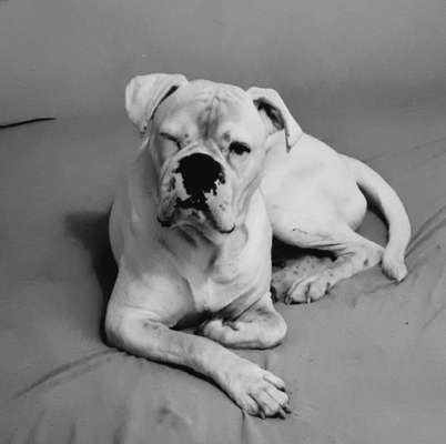 Welpen Bilder !-Beitrag-Bild