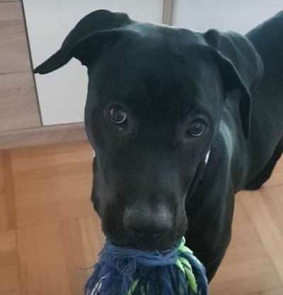 Dackelblick-Beitrag-Bild