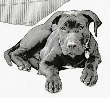 Die Dogorama Kalender Challenge Titelbild-Beitrag-Bild