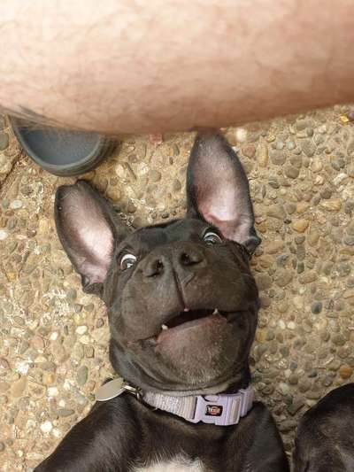 Die lustigsten Selfies mit Deinem Hund !-Beitrag-Bild