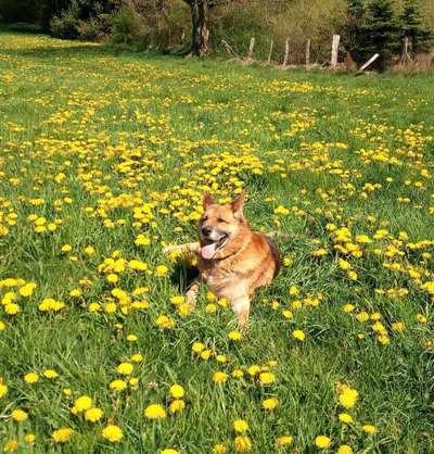 Unsere Fellnasen im Regenbogenland-Beitrag-Bild