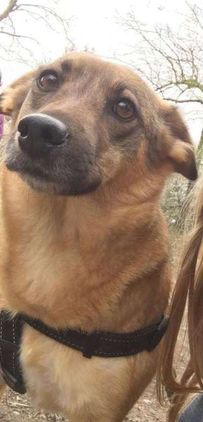 Auslandstierschutz-Beitrag-Bild