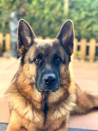 Auslandstierschutz-Beitrag-Bild