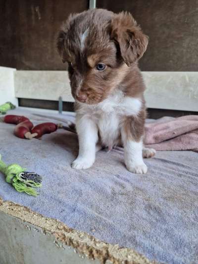 Welpen Bilder !-Beitrag-Bild