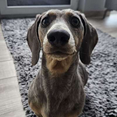 Hundetreffen-Hunderunde Leipziger Land-Bild