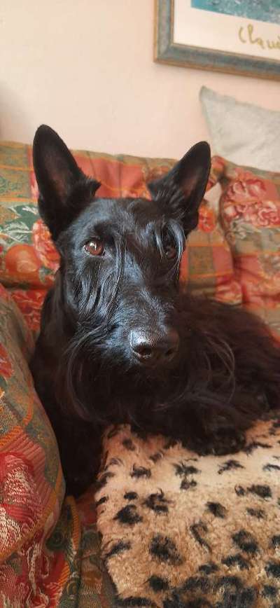 Die Dogorama Kalender Challenge Titelbild-Beitrag-Bild