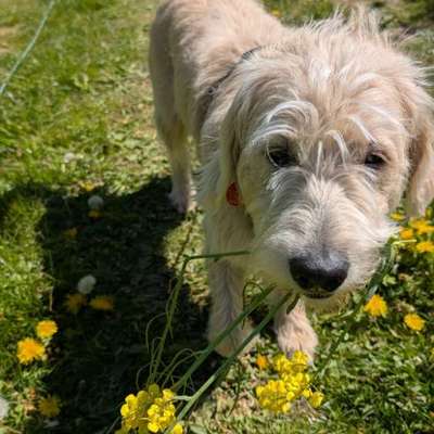Hundetreffen-Gassirunde mit Spielen mit souveränen Hunden-Bild