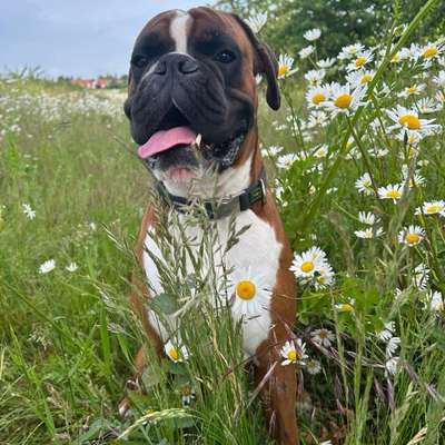 Hundetreffen-Sozialer Boxer gassi Runde Frankfurt-Bild