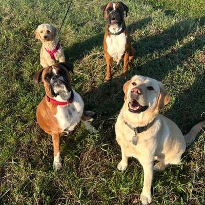 Hundetreffen-Rudelspaziergang Samstags & Sonntags 8:30-Bild