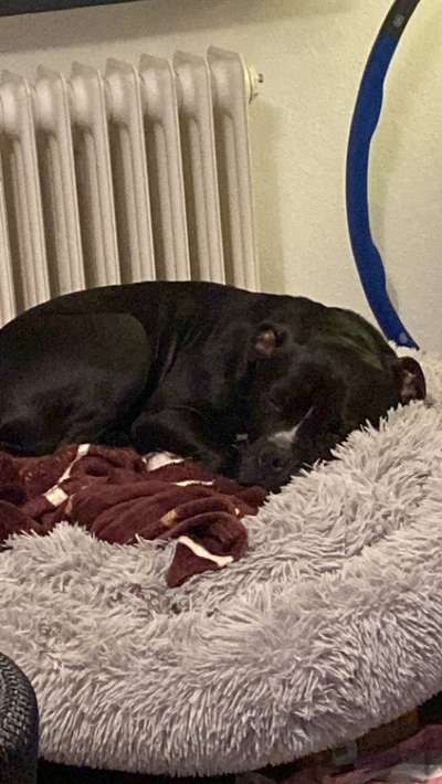 Hundetreffen-Pittbull mix sucht neue Freunde-Bild