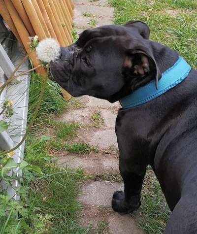 Die Dogorama Kalender Challenge Teil 3/4-Beitrag-Bild