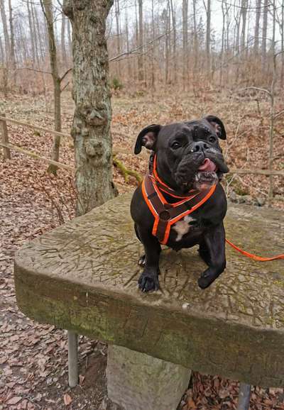 Fotochallenge No. 26                                     Wald und Wiese-Beitrag-Bild