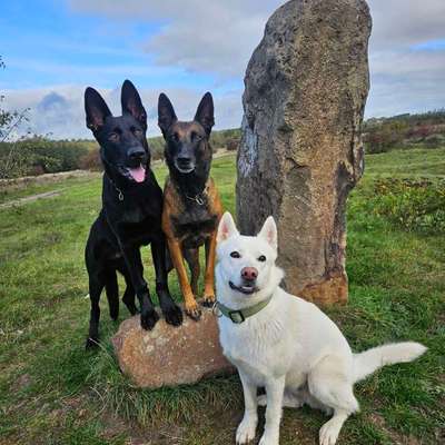 Hundetreffen-Hunderunde-Bild