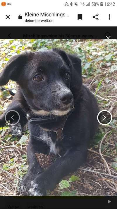 Auslandstierschutz-Beitrag-Bild