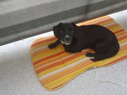 Auslandstierschutz-Beitrag-Bild