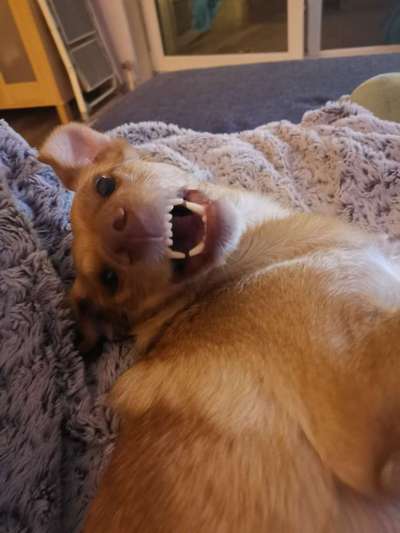 Dogorama Photo Challenge - Einmal lächeln bitte-Beitrag-Bild