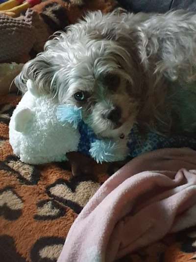 Dogorama Photo Challenge - Lieblingsspielzeug!-Beitrag-Bild