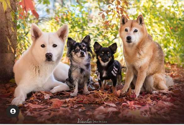 Hundetreffen-Gassi Freunde gesucht-Bild