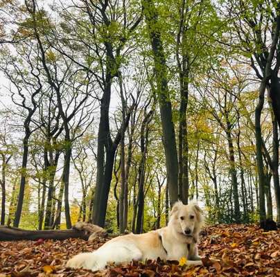 Wald Bild-Beitrag-Bild