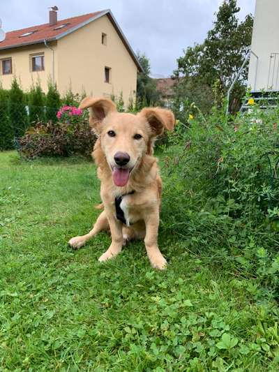 Welpen Bilder !-Beitrag-Bild