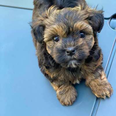 Hundetreffen-Treffen für kleine Hunde-Bild