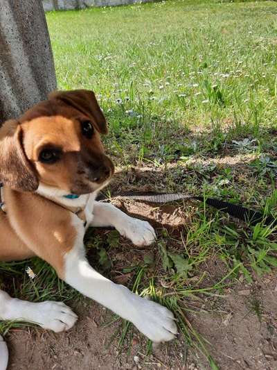 Welpen Bilder !-Beitrag-Bild