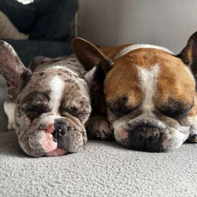 Hundetreffen-Gassi und Spieletreffen