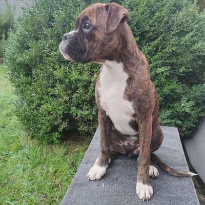 Hundetreffen-Boxermädchen 5 Mon. sucht Spielkameraden-Bild