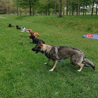 Hundeschulen-LieblingshundeSchule-Bild