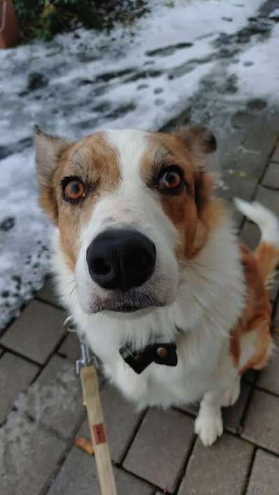 Hundetreffen-Schnelle(!) Hunde zum Spielen gesucht! 😊-Bild