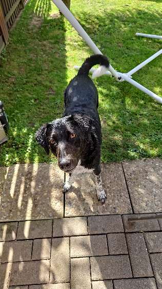 Unsere Fellnasen-Vielfalt im Überblick!-Beitrag-Bild