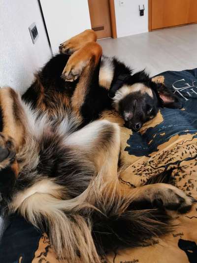 Die Dogorama Wochen Challenge-Beitrag-Bild