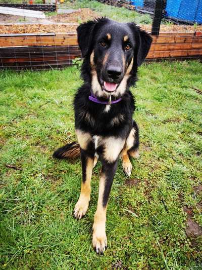 Mischlingshunde Foto Aufruf-Beitrag-Bild