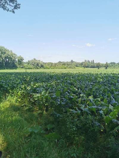 Hundeauslaufgebiet-Elsbachtal-Bild