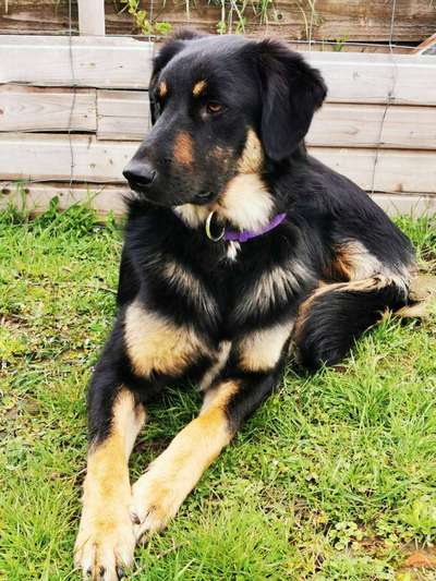 Mischlingshunde Foto Aufruf-Beitrag-Bild