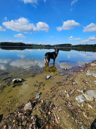 Hundeauslaufgebiet-Hundestrand am Untreusee-Bild